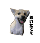 岡山犬ポメ こてつの日常スタンプ（個別スタンプ：5）