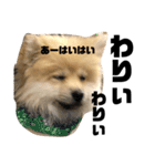 岡山犬ポメ こてつの日常スタンプ（個別スタンプ：7）
