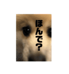 岡山犬ポメ こてつの日常スタンプ（個別スタンプ：8）