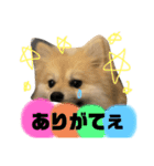 岡山犬ポメ こてつの日常スタンプ（個別スタンプ：11）