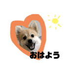 岡山犬ポメ こてつの日常スタンプ（個別スタンプ：15）