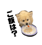 岡山犬ポメ こてつの日常スタンプ（個別スタンプ：16）