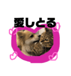 岡山犬ポメ こてつの日常スタンプ（個別スタンプ：18）