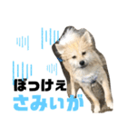 岡山犬ポメ こてつの日常スタンプ（個別スタンプ：22）