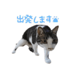 なな×あん×ときどきそら（個別スタンプ：5）