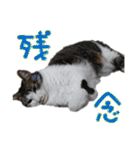 なな×あん×ときどきそら（個別スタンプ：12）