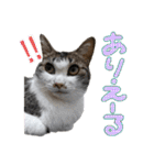 なな×あん×ときどきそら（個別スタンプ：24）