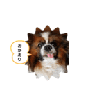 ワンコ王子シャイちゃん2（個別スタンプ：4）