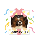 ワンコ王子シャイちゃん2（個別スタンプ：5）