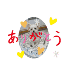 チワプー、マルプー3（個別スタンプ：5）