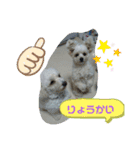 チワプー、マルプー3（個別スタンプ：6）