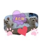 チワプー、マルプー3（個別スタンプ：12）