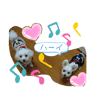 チワプー、マルプー3（個別スタンプ：16）