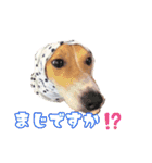 buono君スタンプ（個別スタンプ：11）