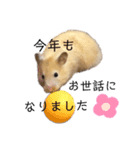 ゴールデンハムスター 新年（個別スタンプ：3）