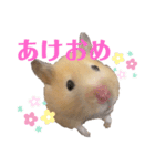 ゴールデンハムスター 新年（個別スタンプ：4）