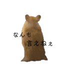 ゴールデンハムスター 新年（個別スタンプ：7）