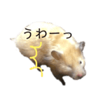 ゴールデンハムスター 新年（個別スタンプ：8）