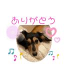まるこ16（個別スタンプ：4）