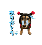 まるこ16（個別スタンプ：16）