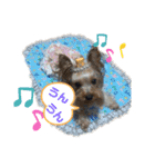 可愛いヨーキー♡琴音＆璃愛華＆愛望④（個別スタンプ：3）