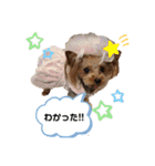 可愛いヨーキー♡琴音＆璃愛華＆愛望④（個別スタンプ：9）