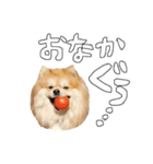 ぽめんぷ2（個別スタンプ：7）