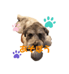 シュナウザー ルークくん（個別スタンプ：4）