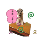 シュナウザー ルークくん（個別スタンプ：5）