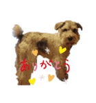 シュナウザー ルークくん（個別スタンプ：19）
