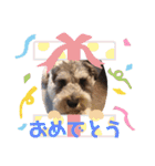 シュナウザー ルークくん（個別スタンプ：20）