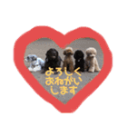 シュナウザー ルークくん（個別スタンプ：24）