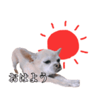 うえむらさんちのちわわたち（個別スタンプ：1）