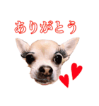 うえむらさんちのちわわたち（個別スタンプ：3）