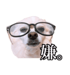 うえむらさんちのちわわたち（個別スタンプ：6）