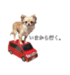 うえむらさんちのちわわたち（個別スタンプ：7）