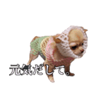 うえむらさんちのちわわたち（個別スタンプ：8）