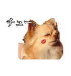 うえむらさんちのちわわたち（個別スタンプ：12）