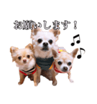 うえむらさんちのちわわたち（個別スタンプ：13）