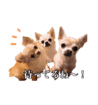 うえむらさんちのちわわたち（個別スタンプ：14）