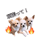 うえむらさんちのちわわたち（個別スタンプ：15）