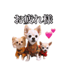 うえむらさんちのちわわたち（個別スタンプ：16）