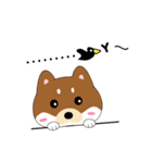 柴犬の毎一日（個別スタンプ：11）
