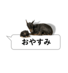 犬の吹き出しスタンプ（個別スタンプ：6）