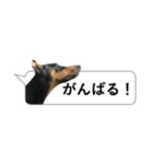 犬の吹き出しスタンプ（個別スタンプ：13）