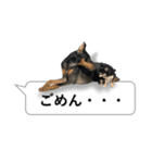 犬の吹き出しスタンプ（個別スタンプ：16）