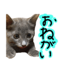 うちの猫三人衆 2（個別スタンプ：3）