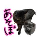 うちの猫三人衆 2（個別スタンプ：6）