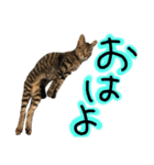 うちの猫三人衆 2（個別スタンプ：7）