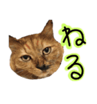 うちの猫三人衆 2（個別スタンプ：8）